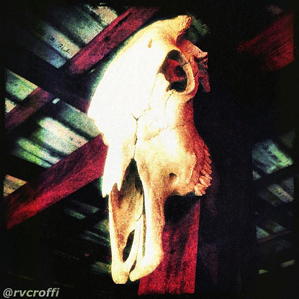 this is a sheep skull hanging from a barn ceiling