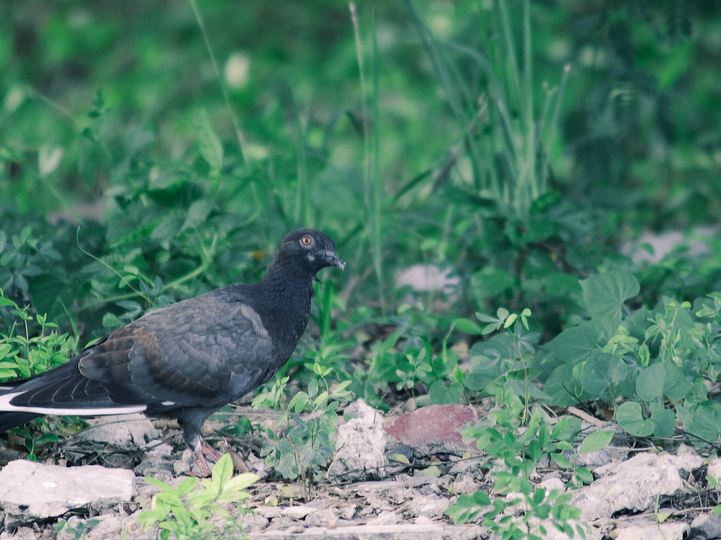 a dark colored bird in the grass and bushes