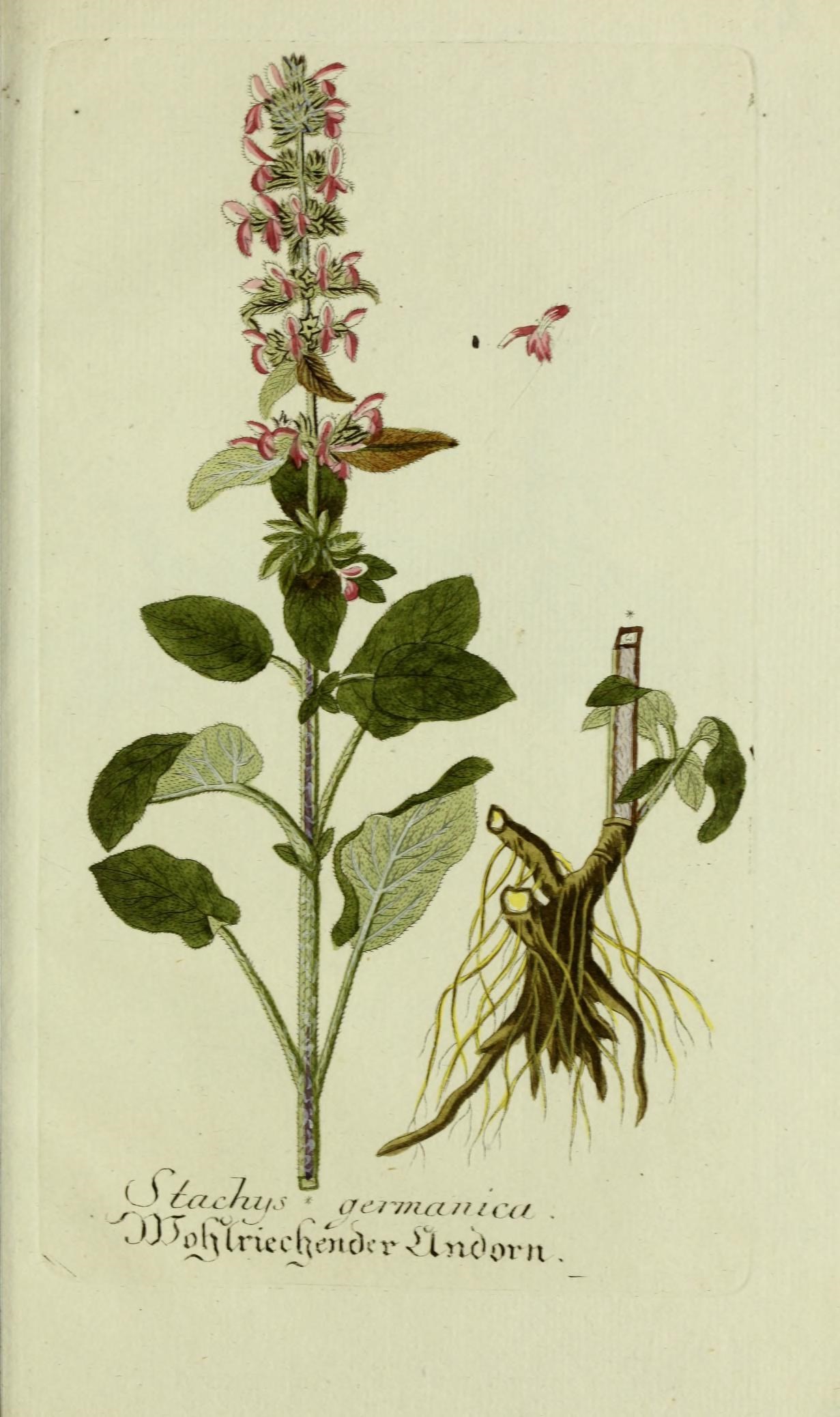 botanical illustration showing flowering plants with roots