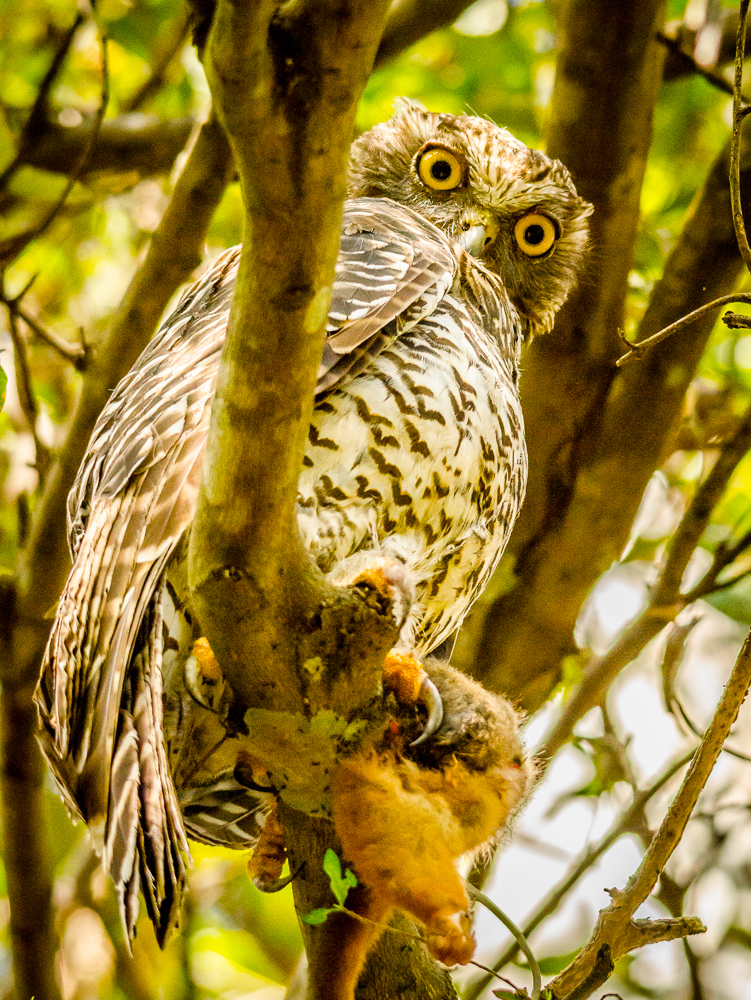 an owl sits on a nch with no leaves