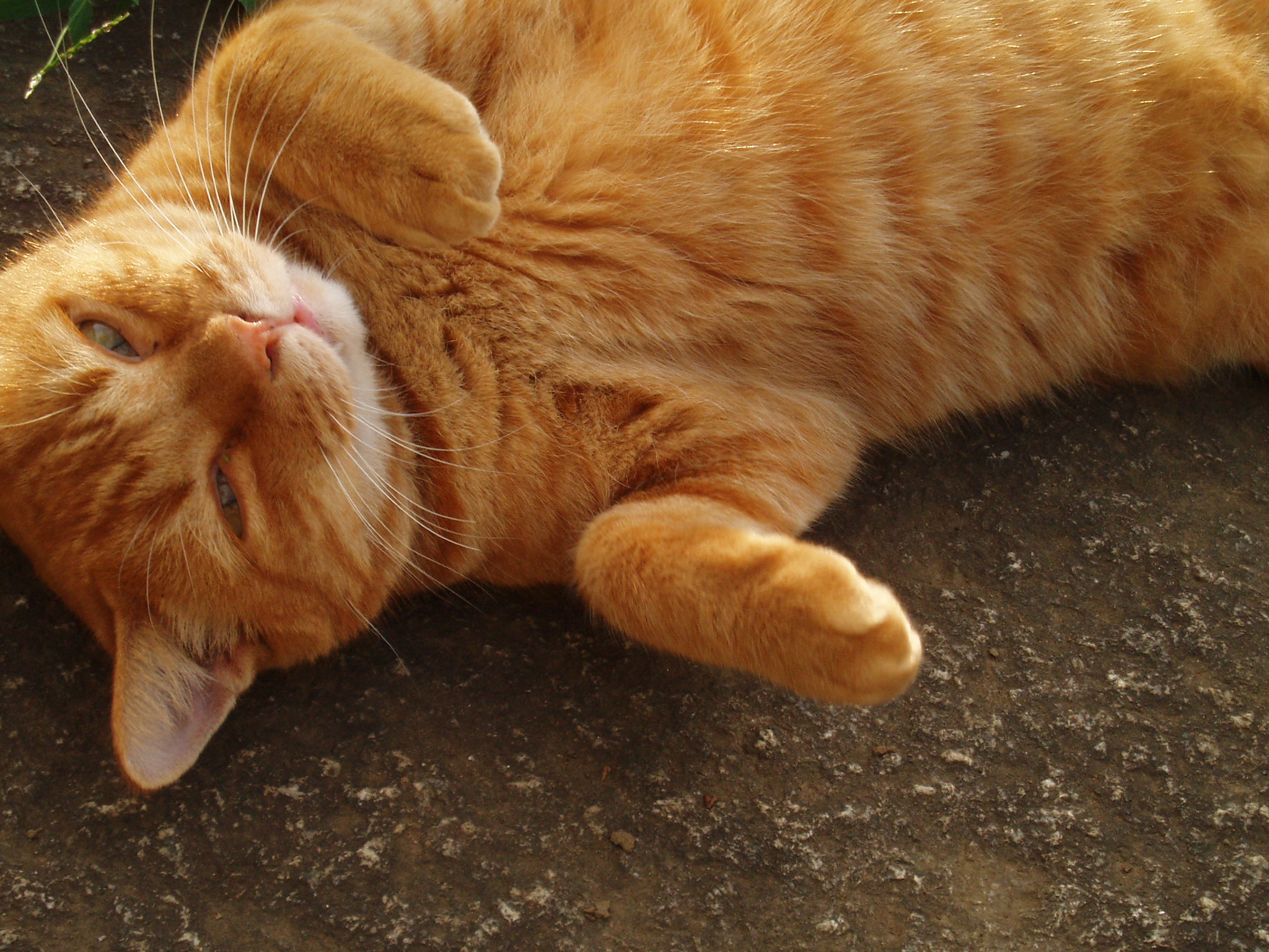 an orange tabby cat taking a nap on the pavement