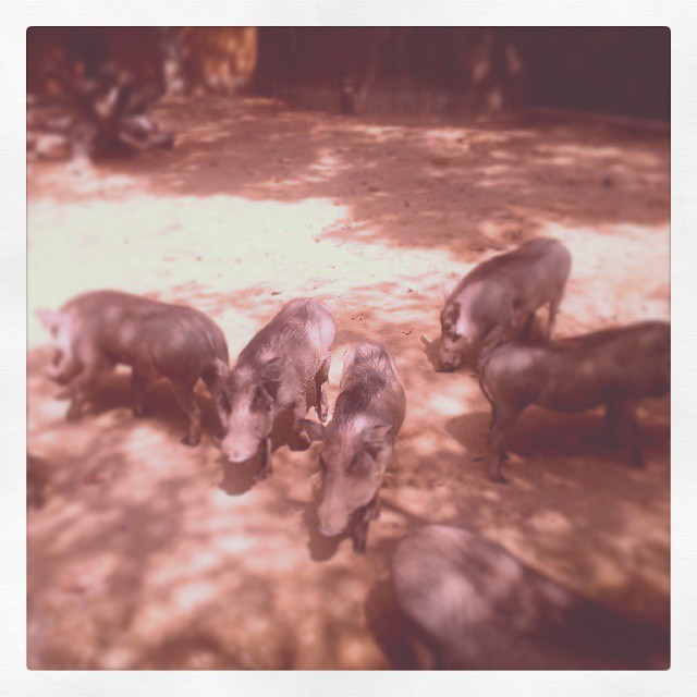 group of small pigs standing next to each other