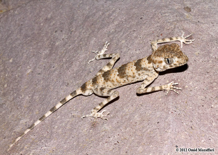 a small gecko sitting on the sidewalk