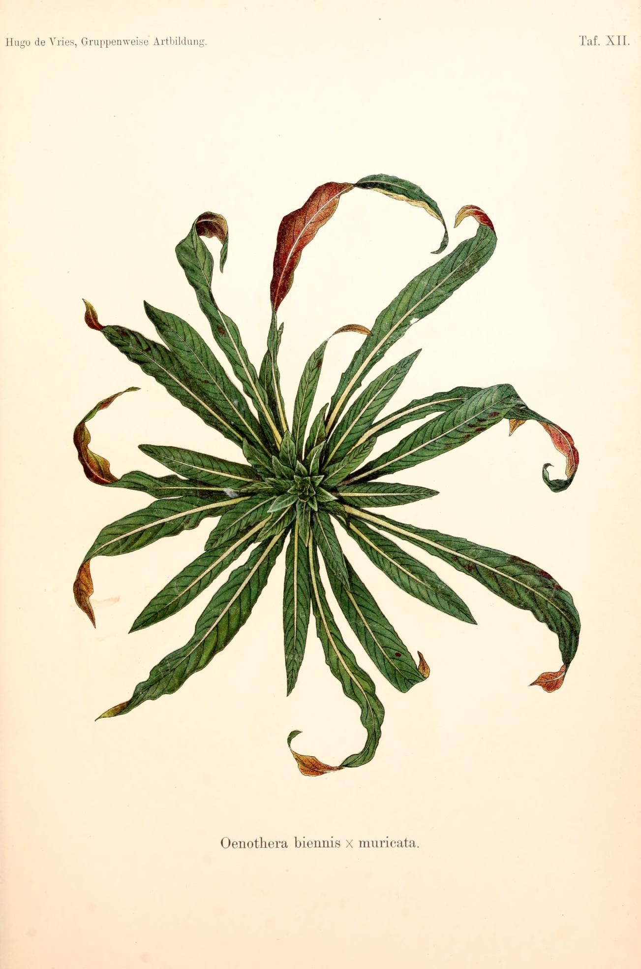 an antique painting of leaves with the green ends exposed