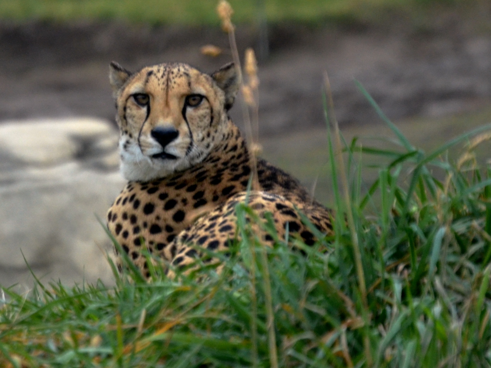 a cheetah is resting in some tall grass