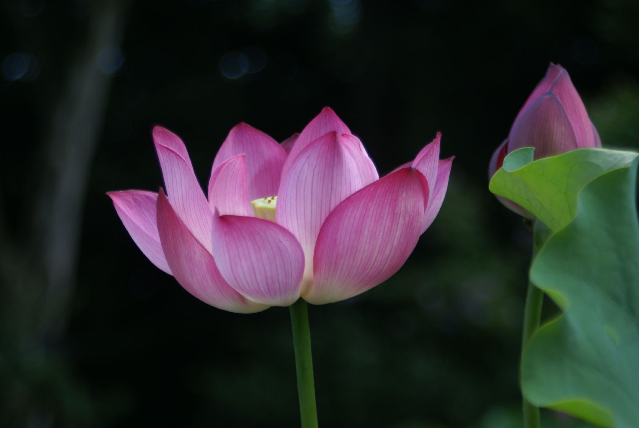 pink lotuses blooming in the garden on a sunny day