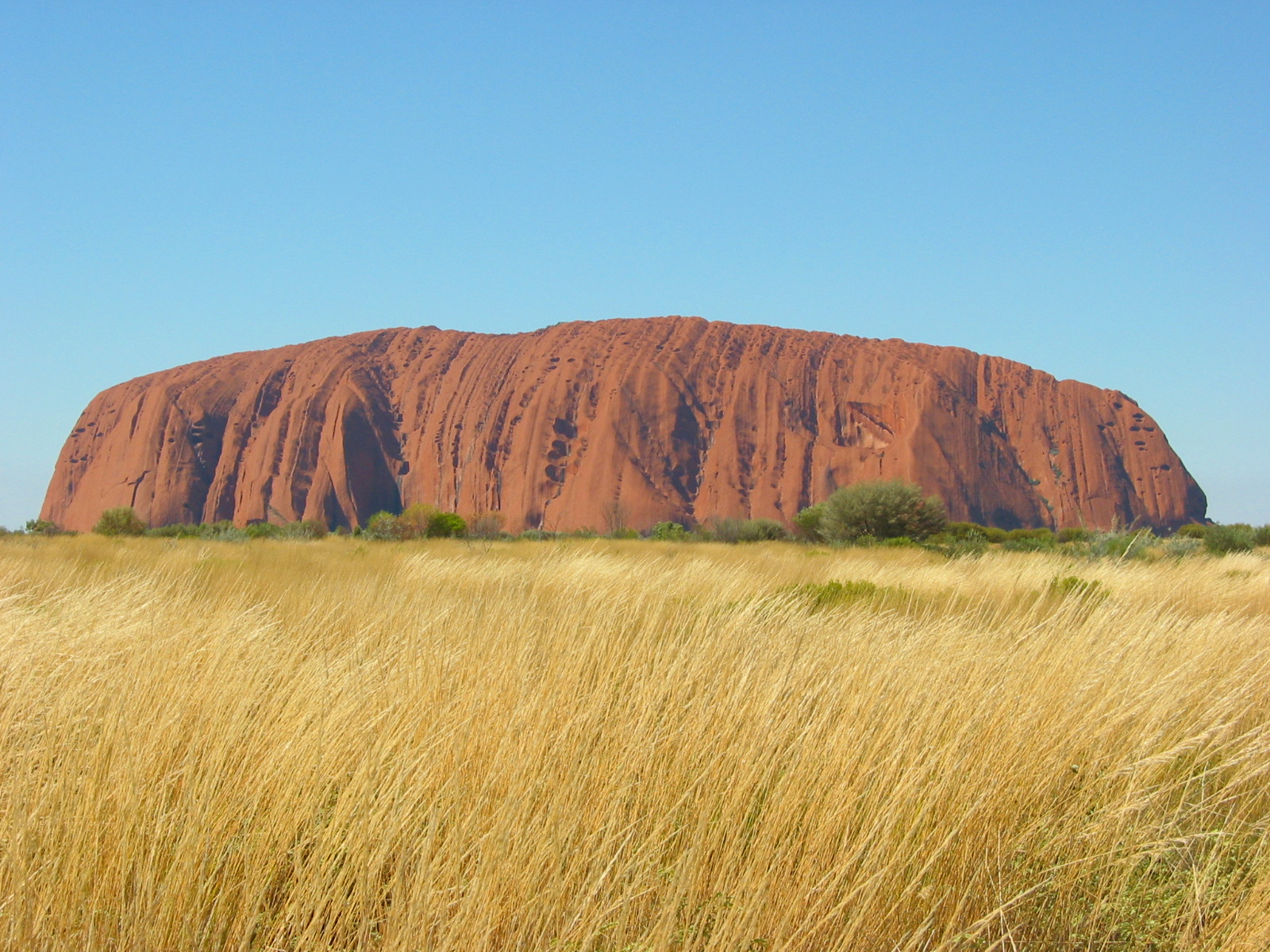 a rock is seen behind the golden grasses