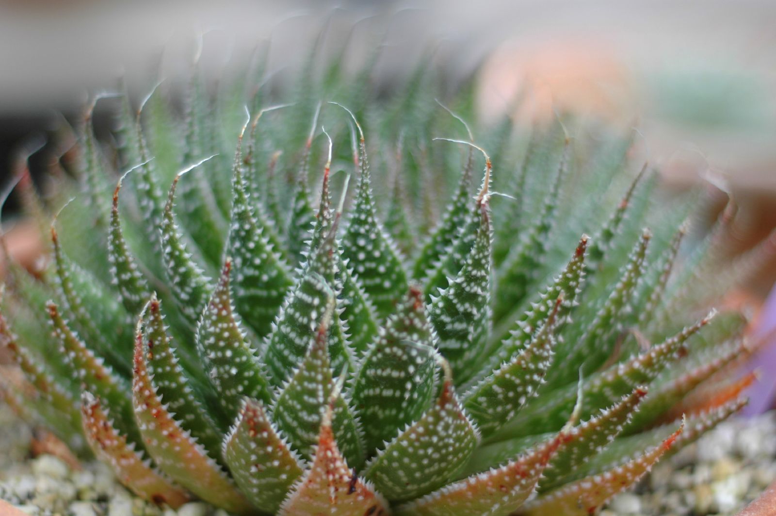 a close - up of the top of a cactus plant