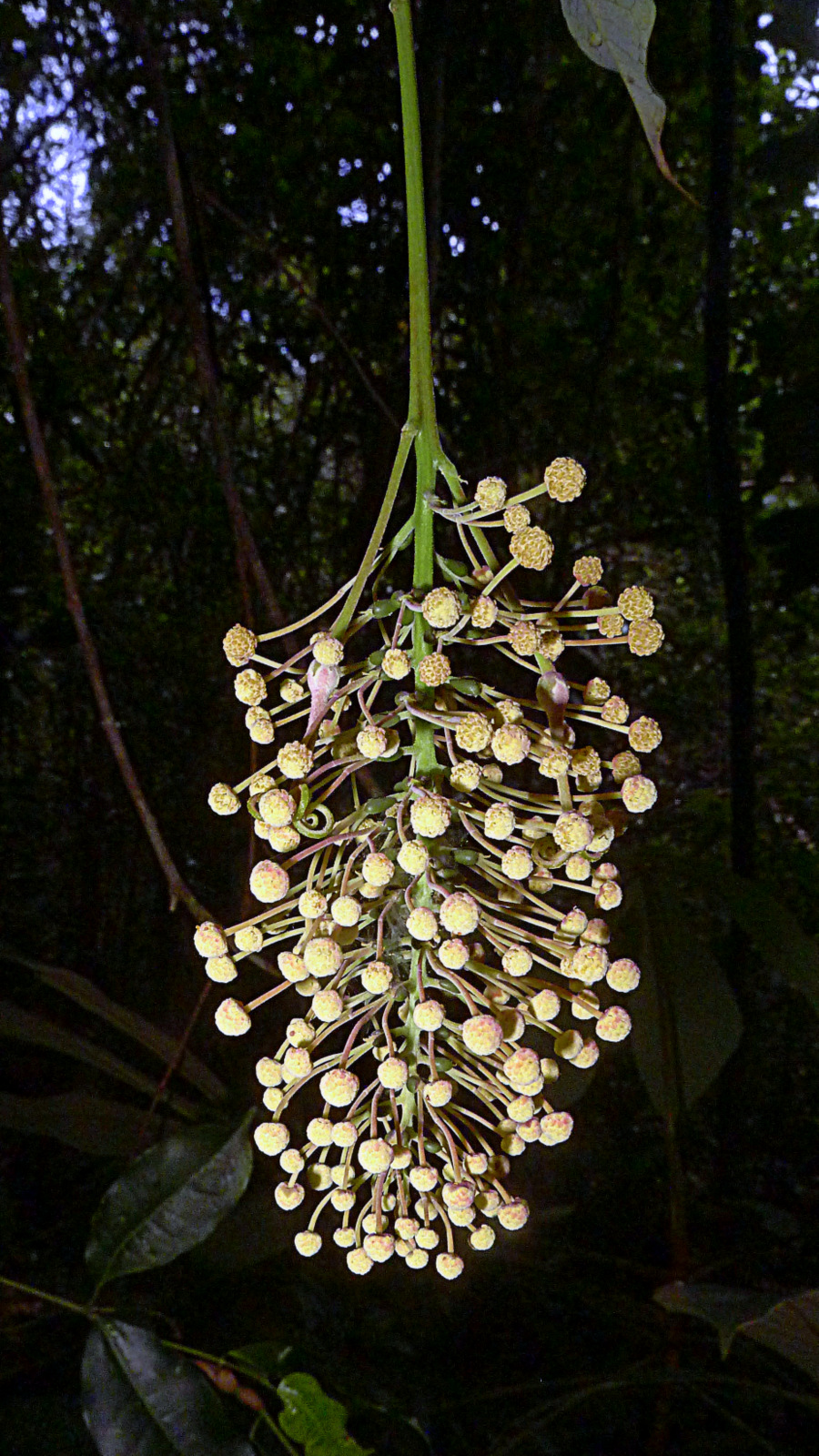 some flowers on a very long stem hanging from a tree
