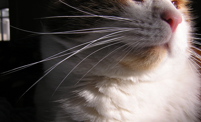 a close up s of a cat with white, brown and black colors