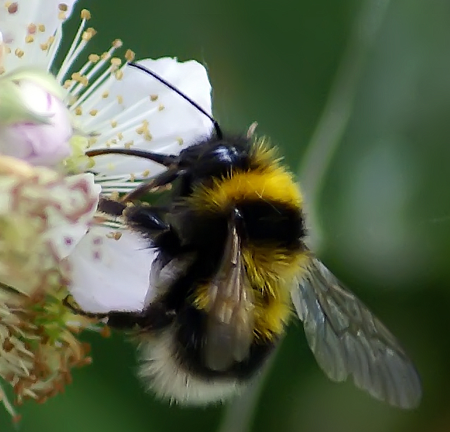 a yellow and black bum is picking at the nectar