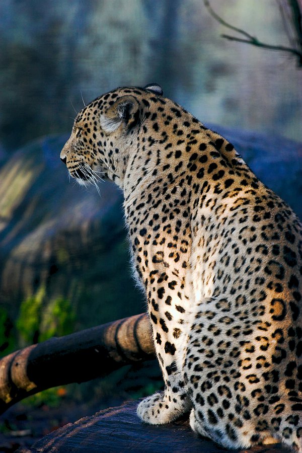 a leopard sits and stares across the bridge