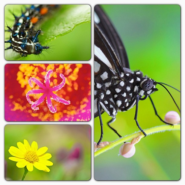 various images showing the life stages of an insect