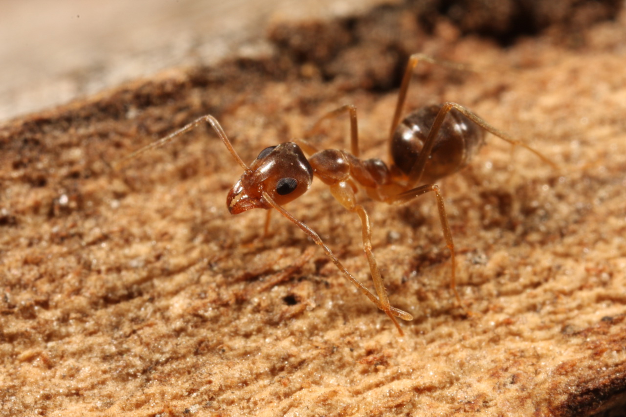 two ants in a line with one sitting on its back