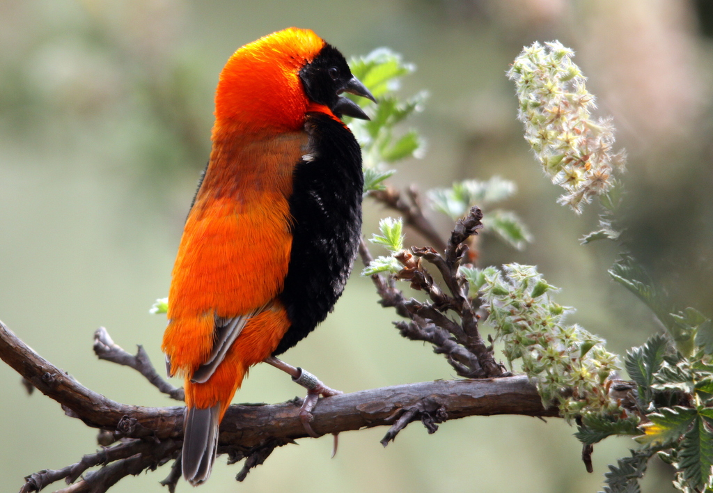 there is a small orange bird perched on a nch