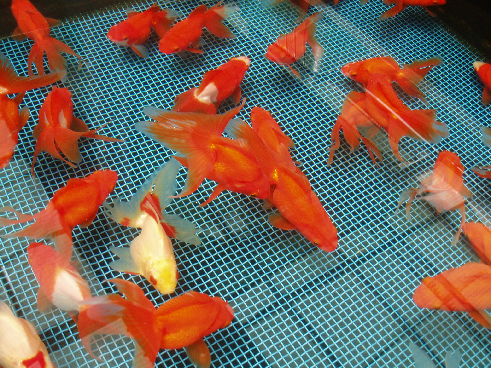 a tray that has several different colored flowers