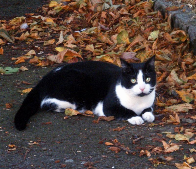 a black and white cat lies on leaves near the curb