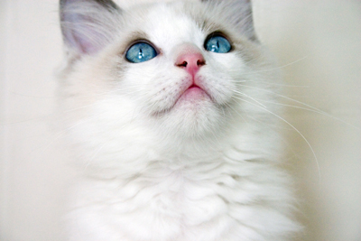 a white cat with blue eyes sitting down
