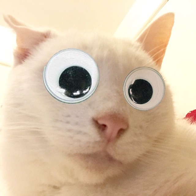 a cat with an oversized set of big eyes and very little ones on it