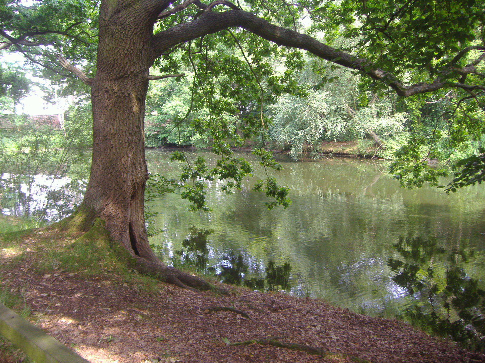 a tree is on the side of a body of water