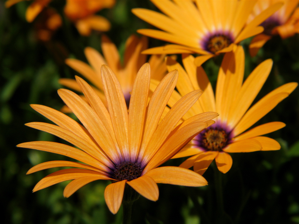 orange flowers with purple centers stand out in the center of the po