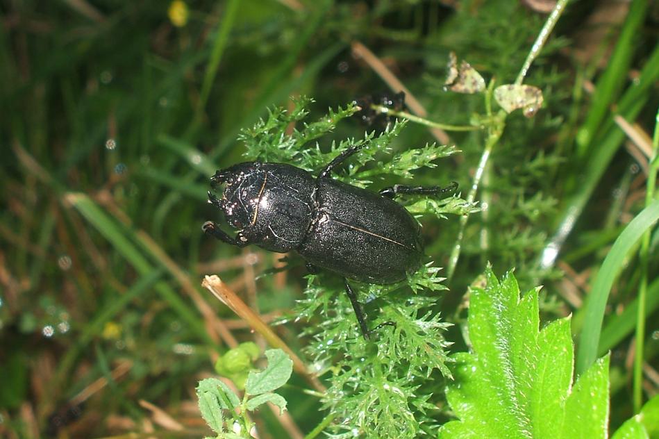 an insect sits on the tip of a plant