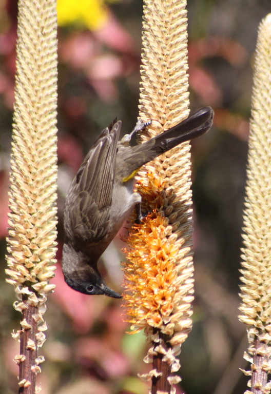 a bird sitting on the tip of a tall flower