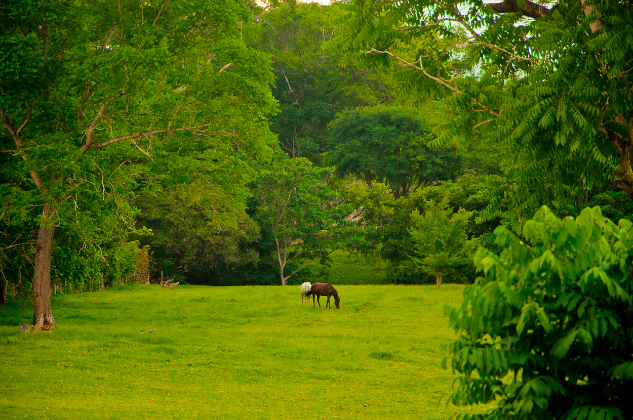 a horse is grazing in a green pasture