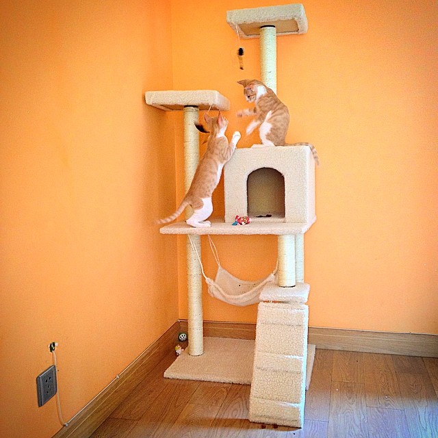 two cats playing on a cat tower in an orange room