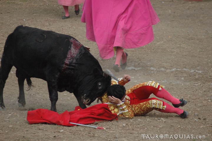 a bull is trying to steal at a little girl