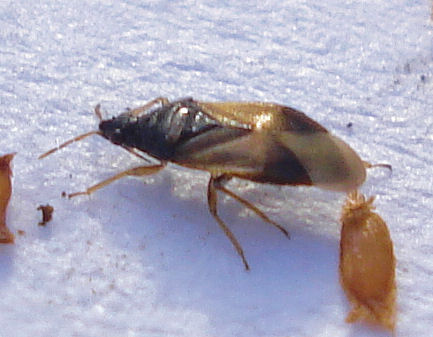 the brown bug is walking on snow with the cat in front of it