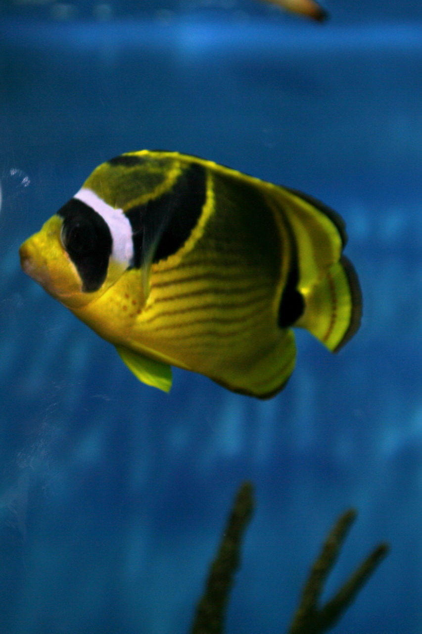 a yellow fish floating on top of a blue sea