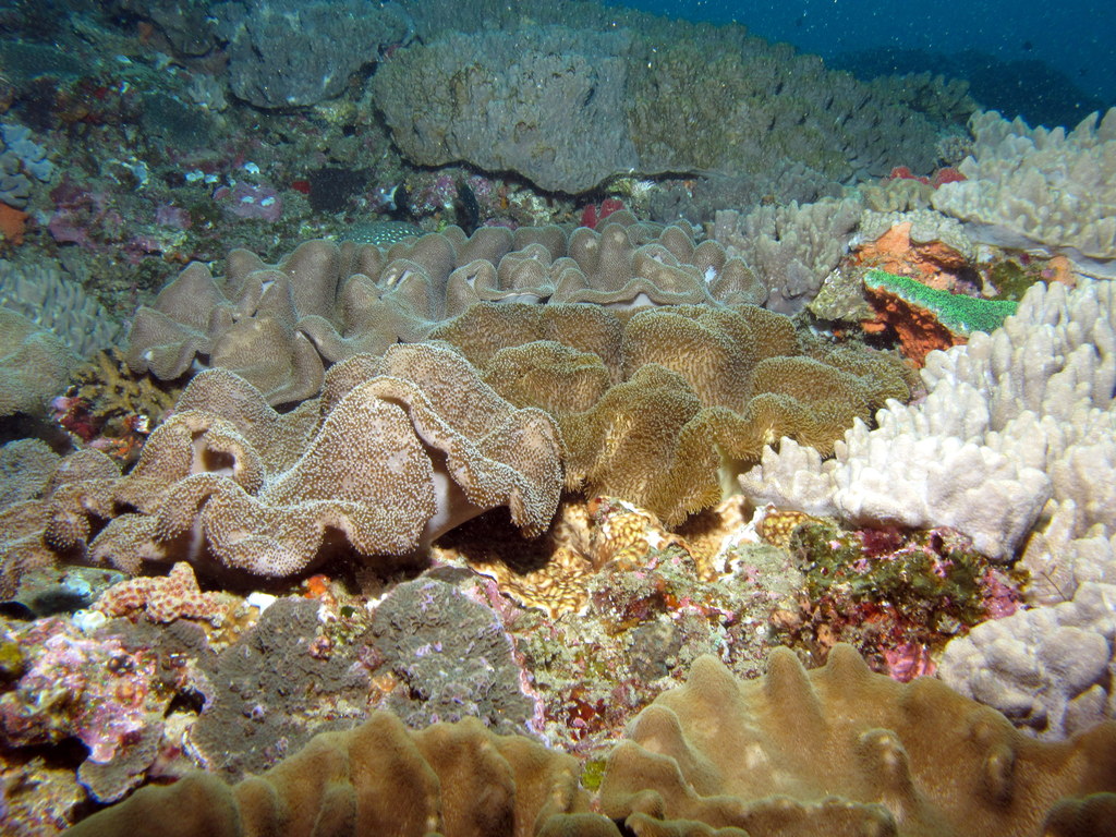 some very pretty reef fish on a sandy sea bottom
