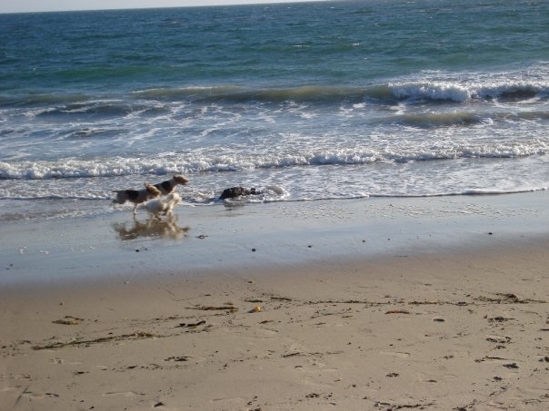 two dogs running along the water at a beach