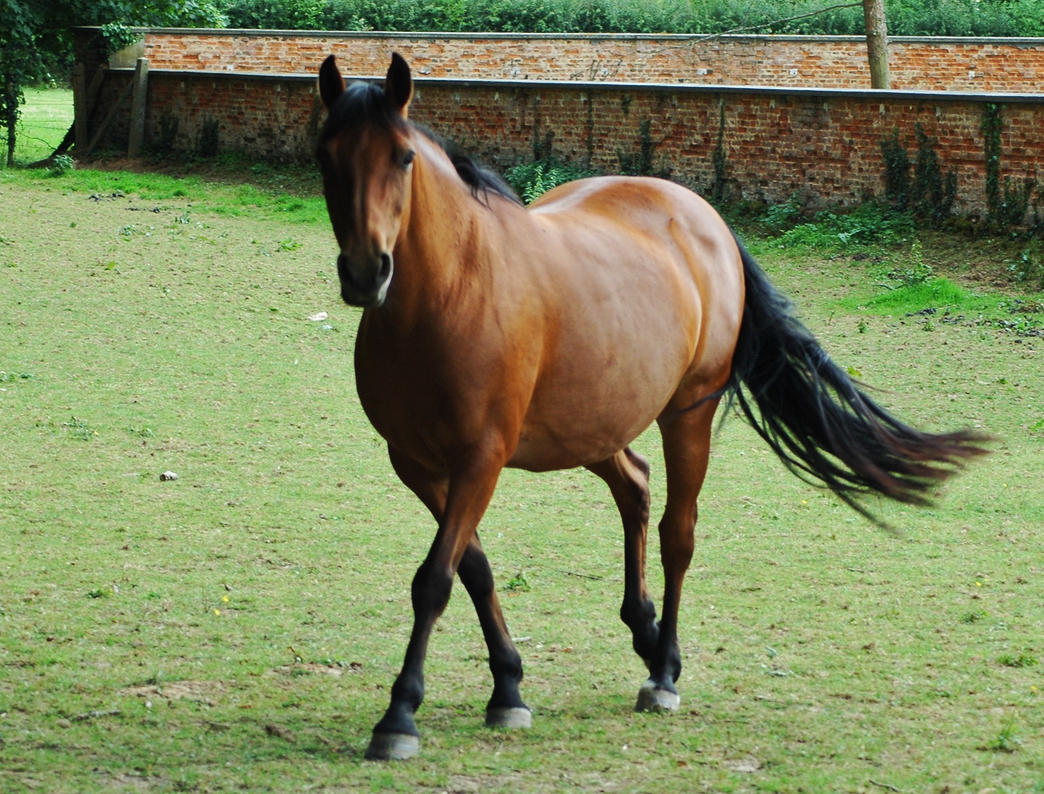 a horse walking through an enclosed grass area