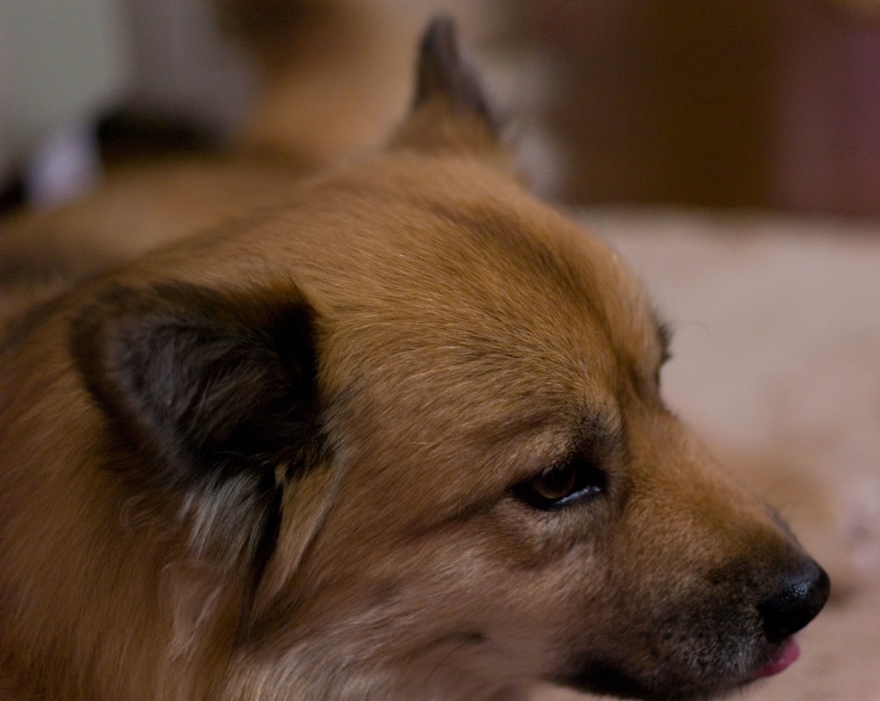 this is a closeup view of a small dog's face