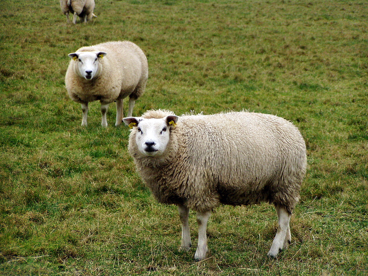 three sheep are standing on a grassy hill