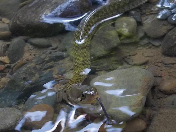 a snake is submerged in some water near rocks