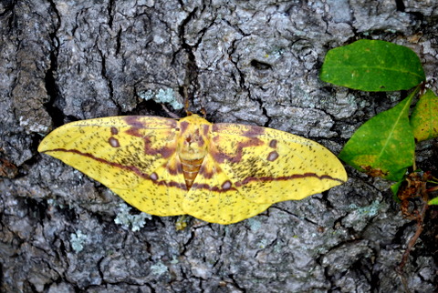 an extremely large yellow moth sitting on a tree