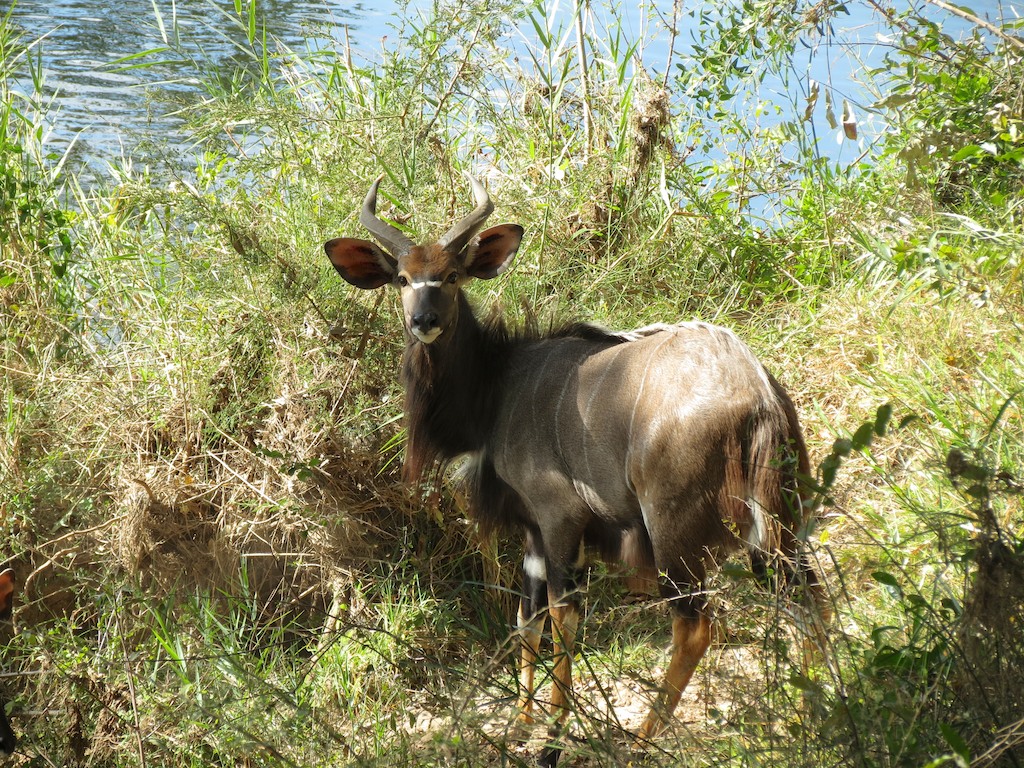 a large cow with horns standing in the grass next to a body of water