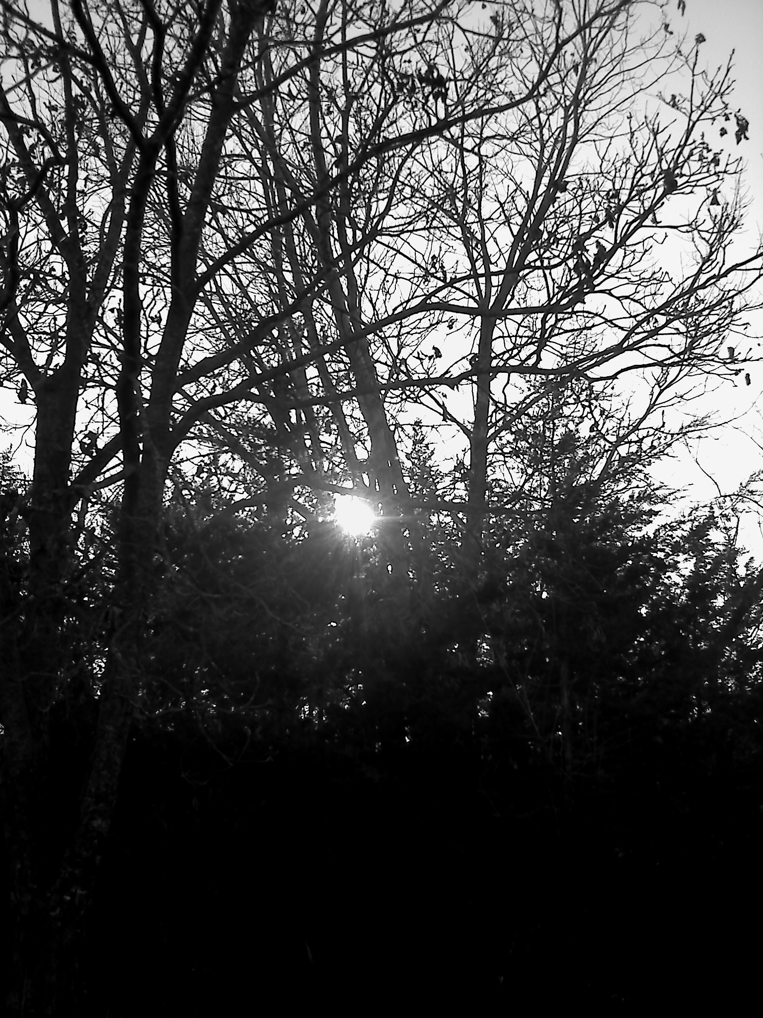 the sun peeking through some trees in the distance