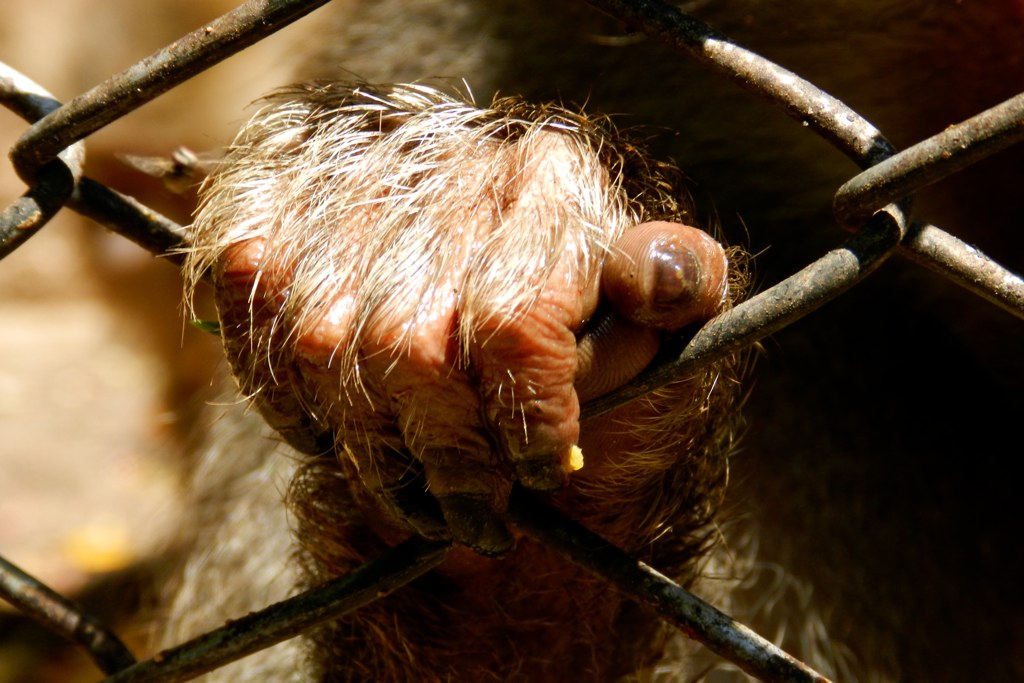 a dog with his paw on the metal barbwire fence