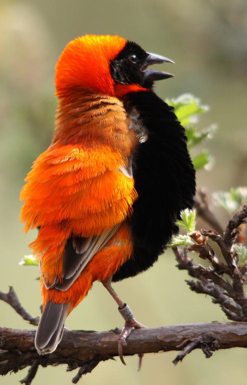 the bright orange bird is sitting on a nch