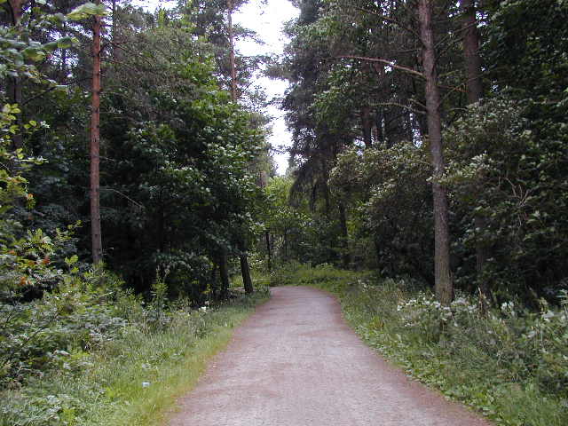 a road winds through the woods near some trees