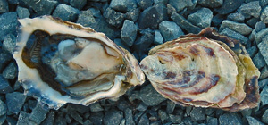 three oyster shells are laying on a rocky ground