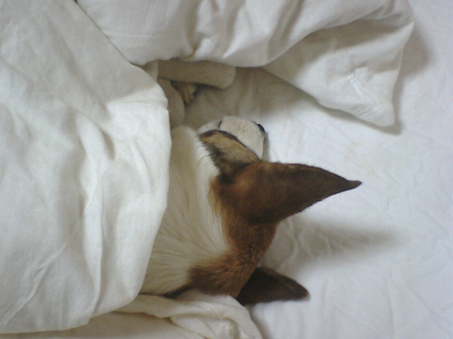 an animal is hiding under the white sheets