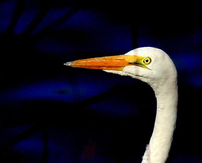 the face and head of a white swan