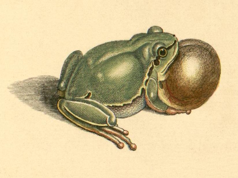 a frog with a golden egg resting on it's back