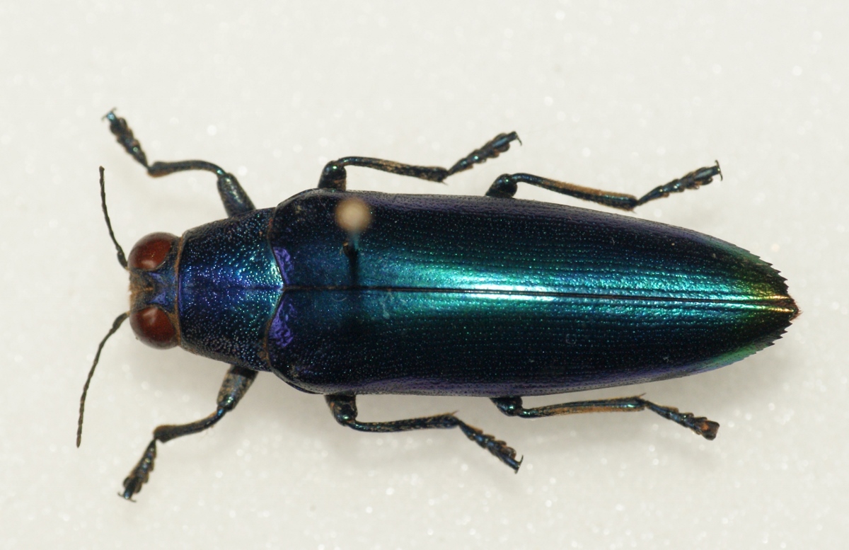 a close up of a beetle on a white surface