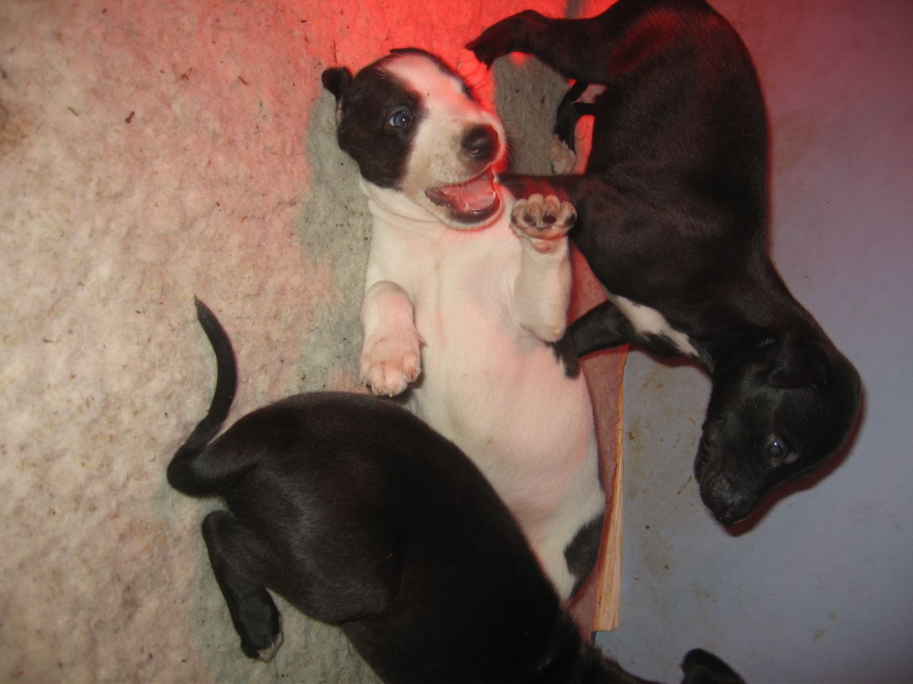 five black and white puppies playing around on the floor
